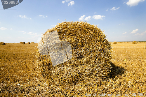 Image of haystacks straw lying