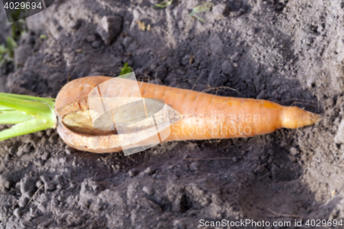 Image of Carrots on the ground