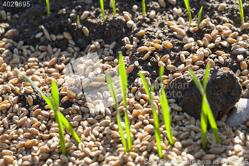 Image of field with young wheat