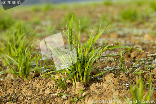 Image of young grass plants, close-up