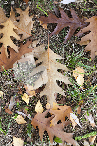 Image of Autumn Park, overcast