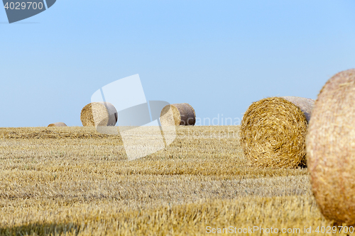 Image of stack of straw in the field