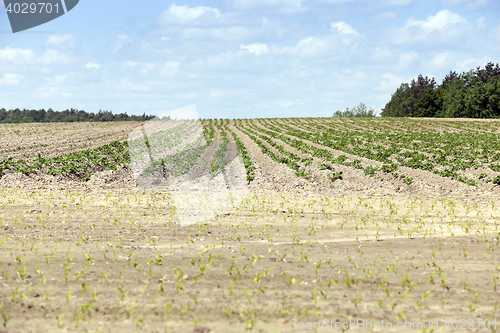 Image of potato field, spring