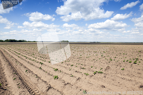 Image of potato field, spring