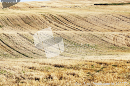 Image of agricultural field, cereals