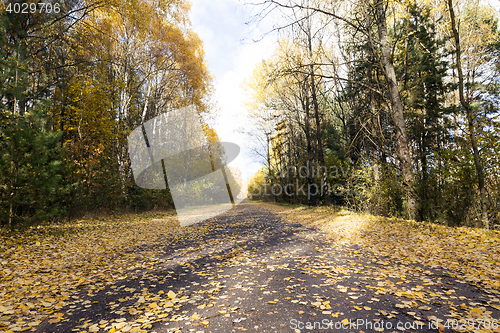 Image of road in the autumn season