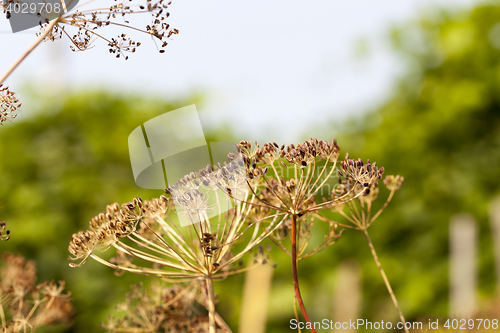 Image of mature dill close-up