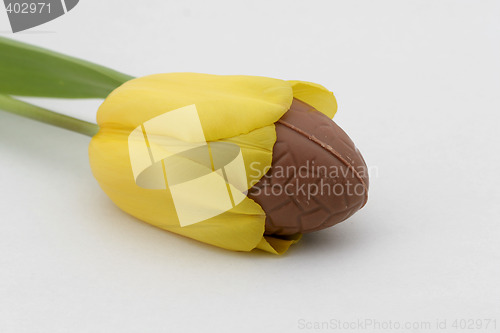 Image of laying egg