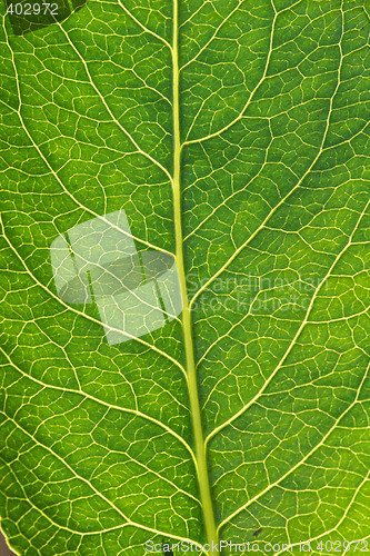 Image of Macro leaf