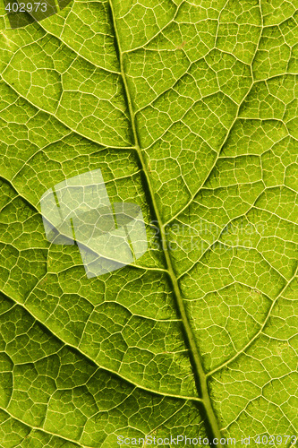 Image of Leaf macro