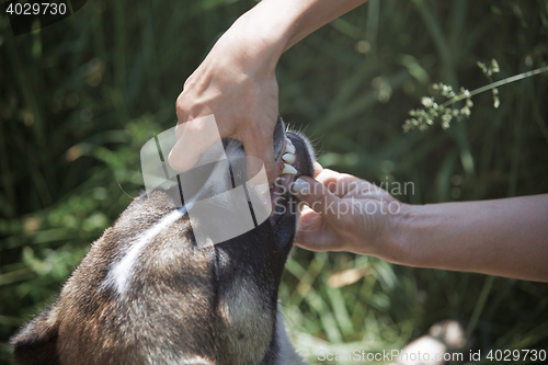 Image of Human examining dog teeth