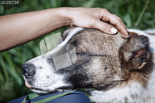 Image of Human pampering dog