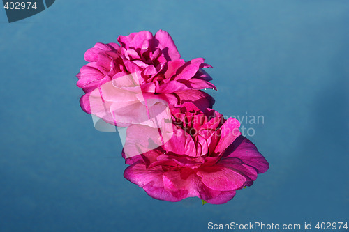 Image of rose in water