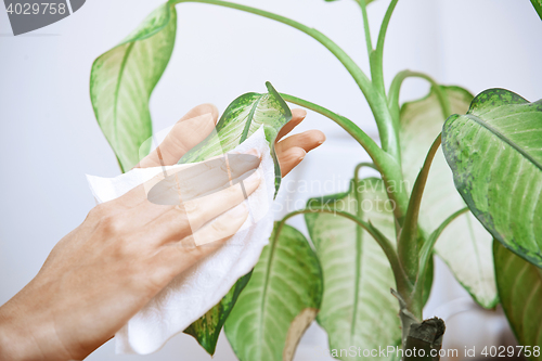 Image of Woman wiping leaves of potted plant