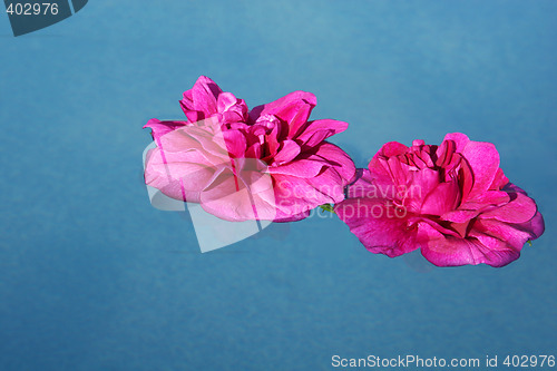 Image of pink roses