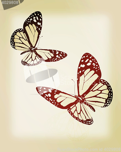 Image of Black and white beautiful butterflys. High quality rendering. 3D