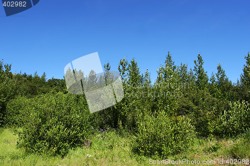 Image of lush forrest