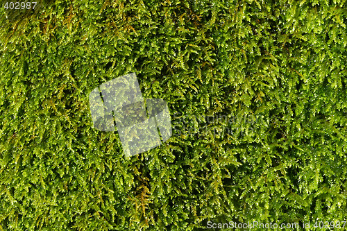 Image of moss background