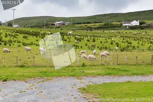 Image of sheep grazing on field of connemara in ireland