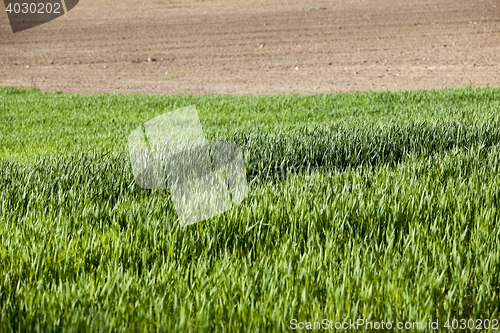 Image of green wheat, close-up