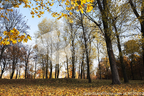 Image of yellow foliage, autumn
