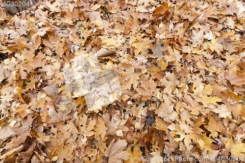 Image of Autumn Park, overcast