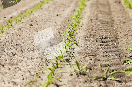 Image of corn field. Spring