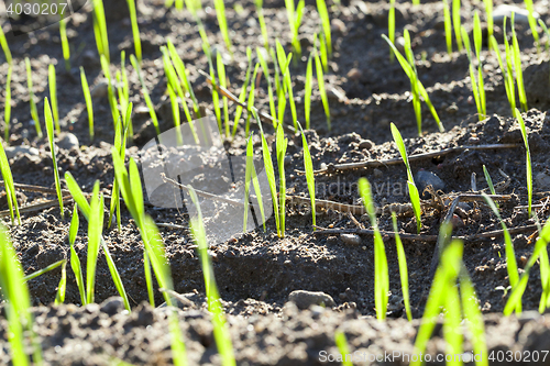 Image of agriculture, cereal - wheat