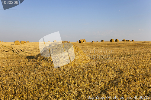 Image of the agricultural field