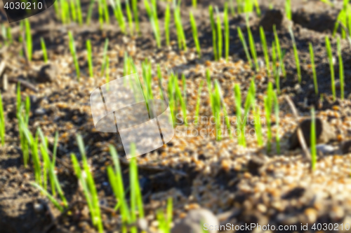 Image of field with young wheat