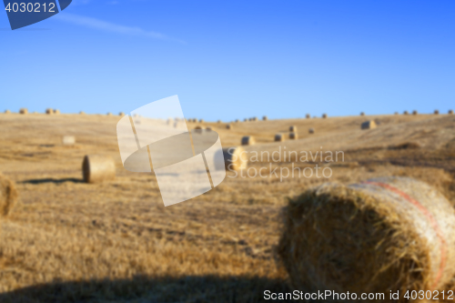 Image of cereal farming field