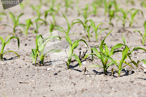 Image of Field with corn