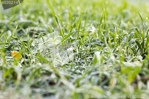 Image of young grass plants, close-up