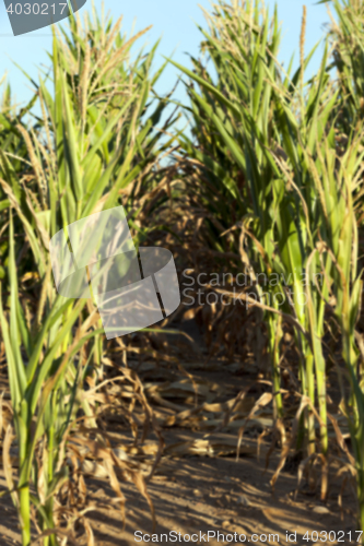 Image of Green immature corn