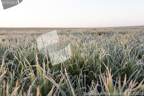 Image of green wheat, frost