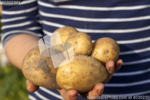 Image of Potatoes in hand