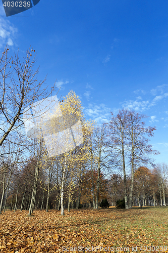 Image of autumn in the park