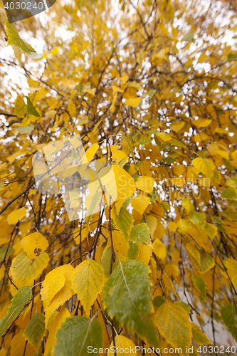 Image of Autumn Park, overcast