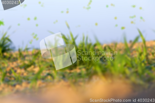 Image of field with young wheat