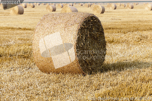 Image of stack of straw in the field