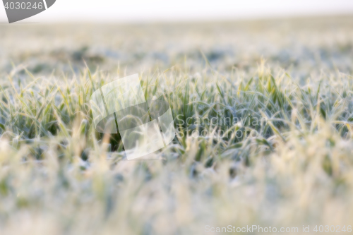 Image of wheat during frost