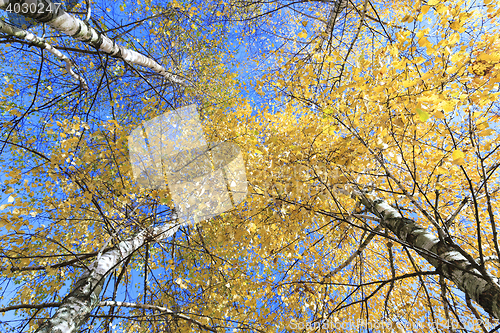 Image of birch tree in autumn