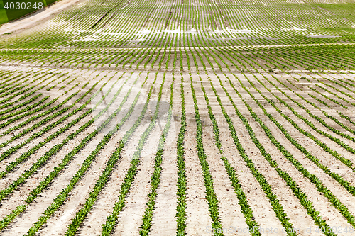 Image of field with beetroot