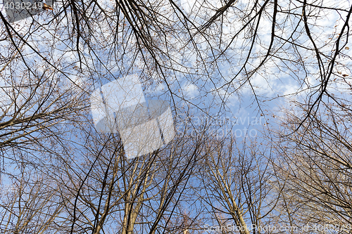 Image of birch trees in autumn