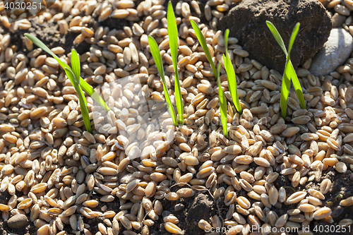 Image of field with young wheat