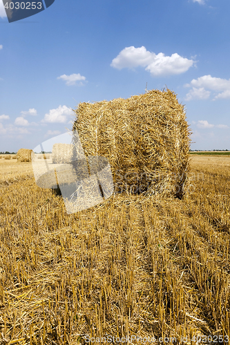 Image of haystacks straw , summer