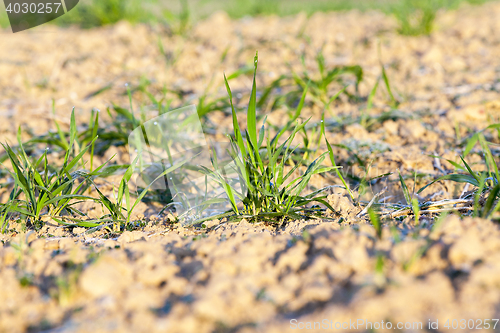 Image of field with young wheat