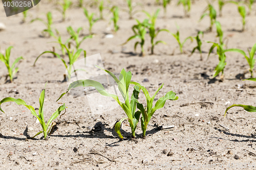 Image of Field of green corn