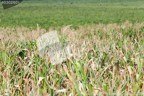 Image of corn field, summer