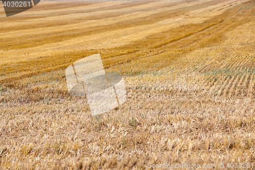 Image of gathering the wheat harvest